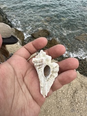 Ocenebrinae