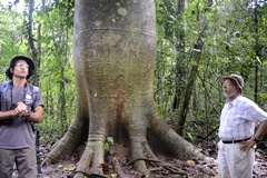 Cavanillesia platanifolia