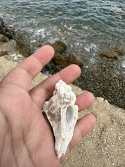 Ocenebrinae