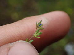 Veronica verna