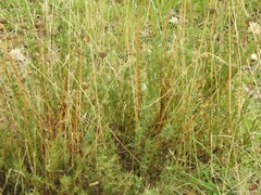 Santolina rosmarinifolia