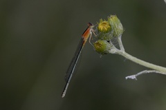 Ischnura fluviatilis