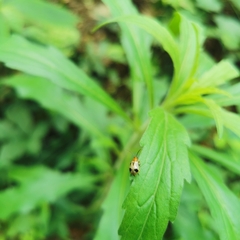 Paridea angulicollis