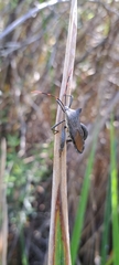 Elasmopoda valga