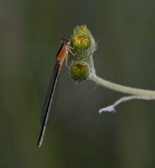 Ischnura fluviatilis