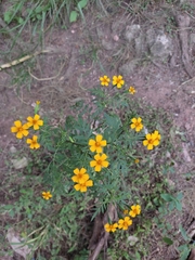 Tagetes tenuifolia