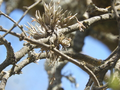 Tillandsia pedicellata