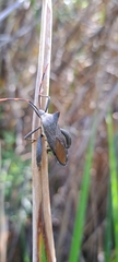 Elasmopoda valga