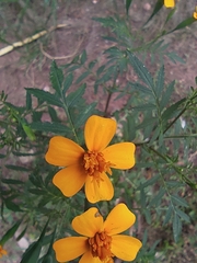 Tagetes tenuifolia