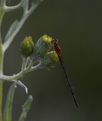 Ischnura fluviatilis