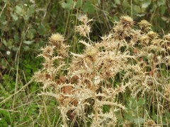 Carlina hispanica