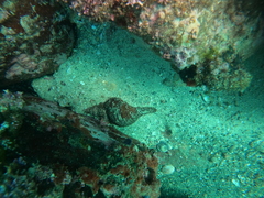 Triplofusus princeps