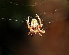 Hortophora