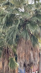 Coryphoideae