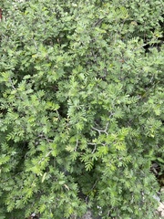 Chamaecrista