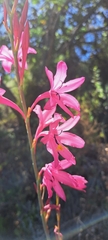 Watsonia borbonica