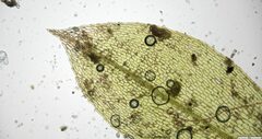 Physcomitrium eurystomum