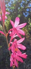 Watsonia borbonica