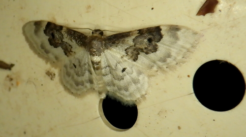 Idaea rusticata