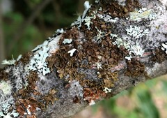 Melanelixia subaurifera