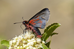 Metardaris cosinga cosinga