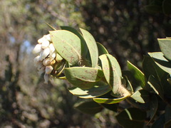 Arctostaphylos purissima