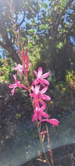 Watsonia borbonica