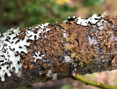 Melanelixia subaurifera