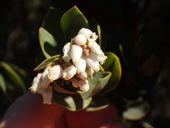 Arctostaphylos purissima