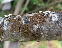 Melanelixia subaurifera