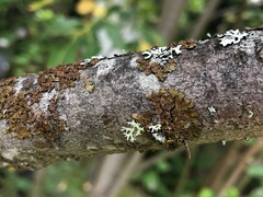 Melanelixia subaurifera