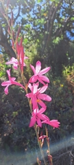Watsonia borbonica
