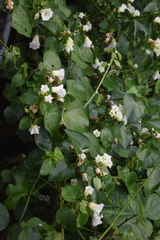 Ipomoea corymbosa
