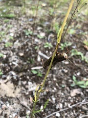 Entomophaga grylli