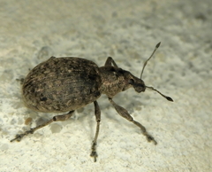 Liophloeus tessulatus