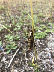 Entomophaga grylli