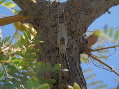 Polycleptidella chilensis