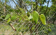 Bauhinia forficata