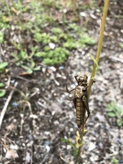 Entomophaga grylli