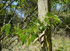 Bauhinia forficata