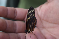 Eueides isabella eva