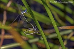 Lestes forficula