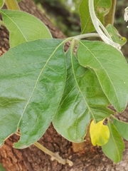 Searsia pyroides pyroides