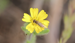 Toxomerus vertebratus