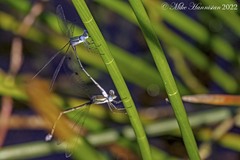 Lestes forficula
