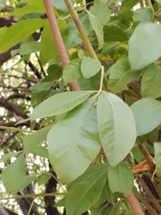 Searsia pyroides pyroides