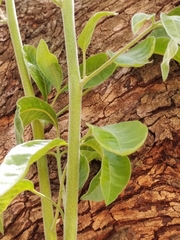 Searsia pyroides pyroides