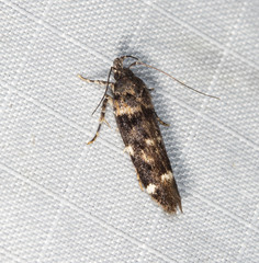 Macrobathra diplochrysa