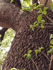 Searsia pyroides pyroides