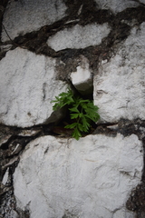 Petroselinum crispum